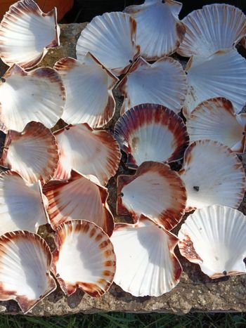 Lot de coquille saint jacques x20