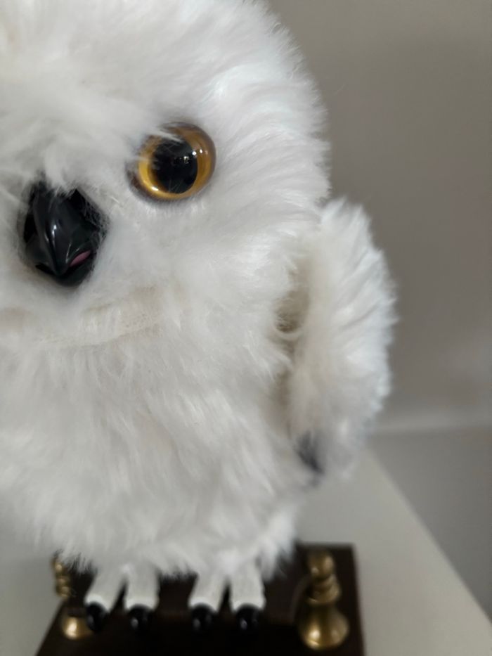 Hedwige - photo numéro 5