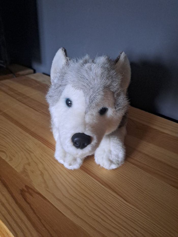 Husky coucher - photo numéro 2