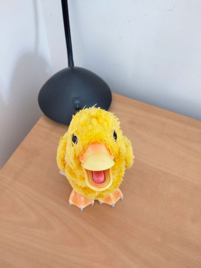 Canard Newborn