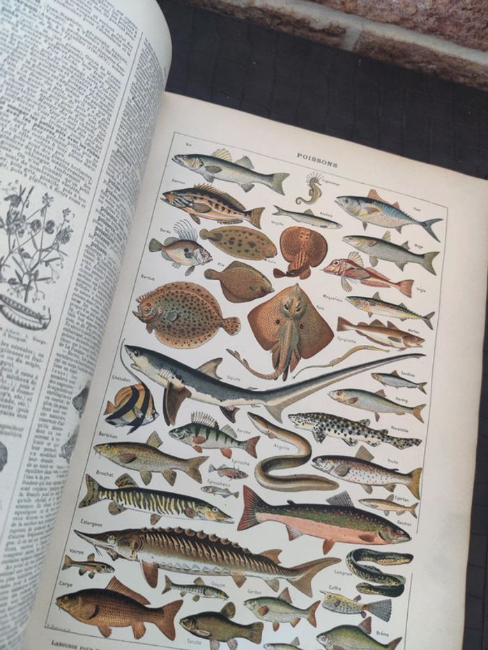 Encyclopédie Larousse illustré - Livre ancien - photo numéro 15