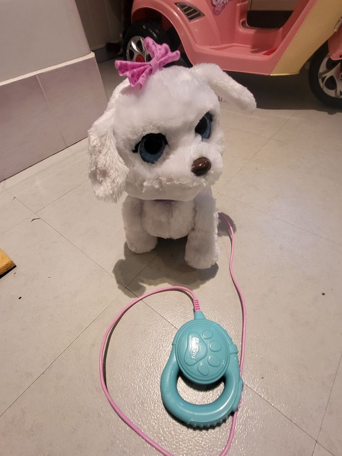 Chien - photo numéro 2