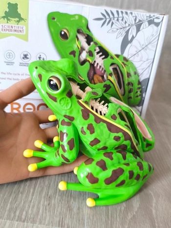 Modèle anatomique de la grenouille