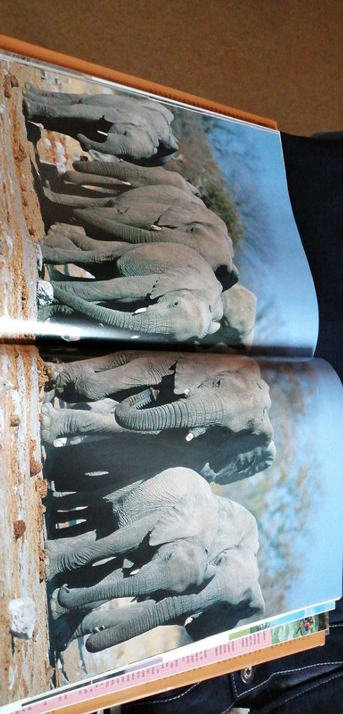 Livre l'Afrique australe - photo numéro 6