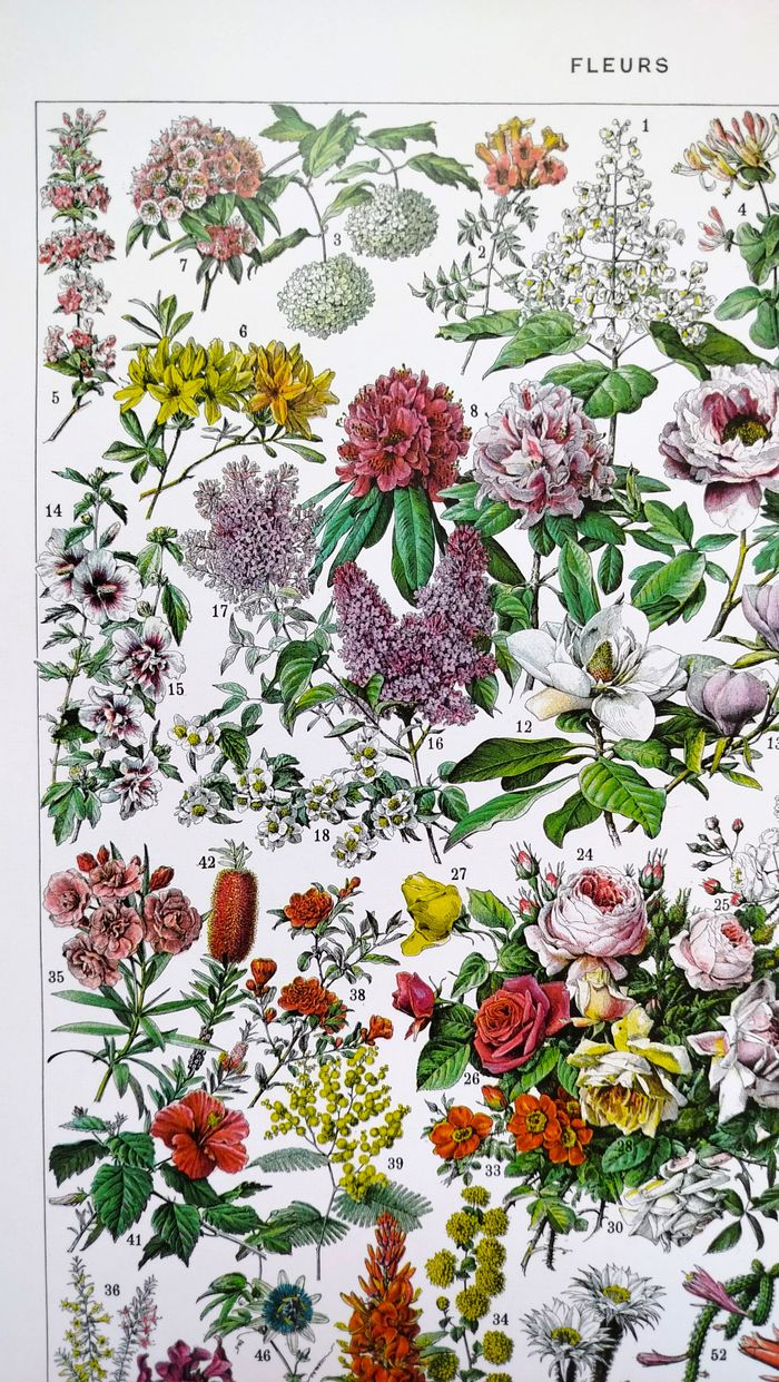 🪴 Affiche sur les fleurs "rosiers", d'après une lithographie de 1928 - photo numéro 2