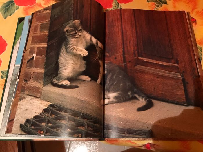 Le chat et nous - photo numéro 3