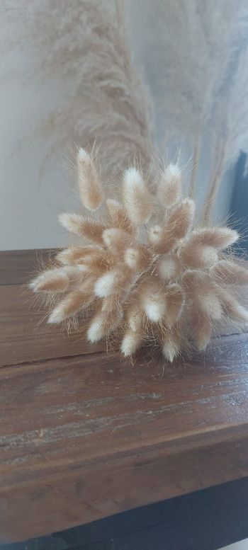 Fleurs séchées lagurus naturels