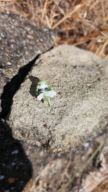 Super petite figurine Pokemon Nintendo kirlia