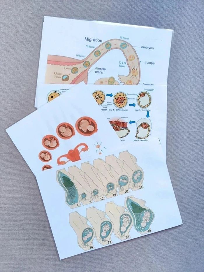 Développement embryonnaire et fœtal