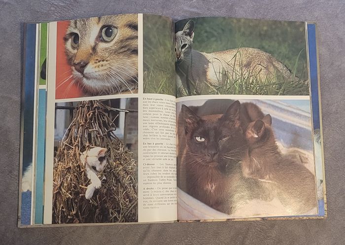 Les Chats (Kaleidoscope) - photo numéro 4