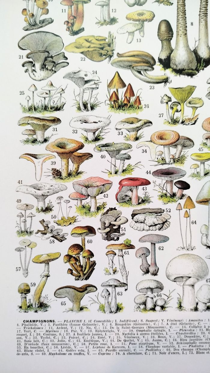 Affiche sur les champignons "amanite", d'après une illustration de 1928 - photo numéro 4