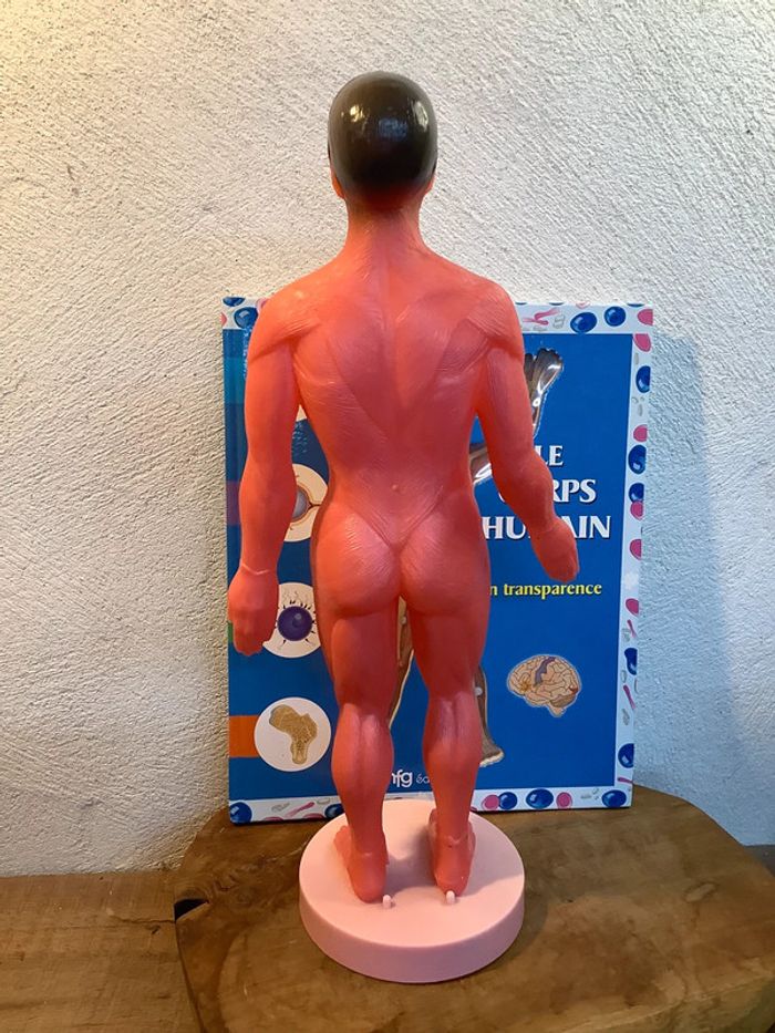 Figurine et livre sur le corps humain - photo numéro 6