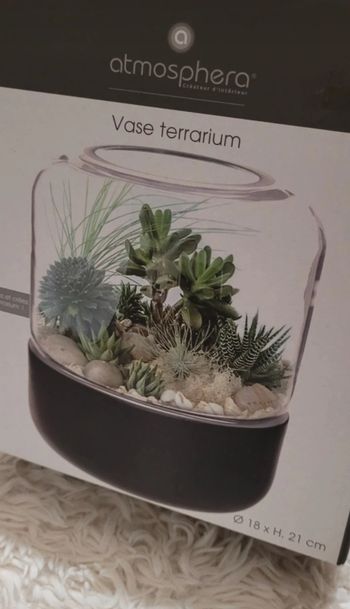 Terrarium plantes