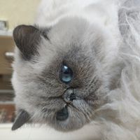 profil