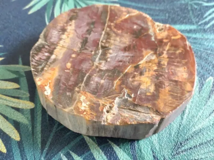 Belle tranche de bois fossilisé - photo numéro 2