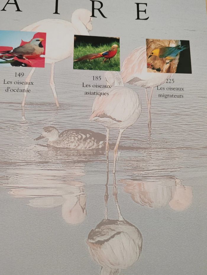 Les plus beaux oiseaux du monde 🦜 - photo numéro 5