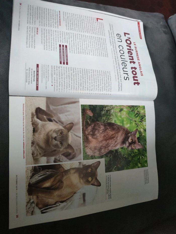 Magazine 30 millions d'amis numéro 377 octobre 2019 - photo numéro 6