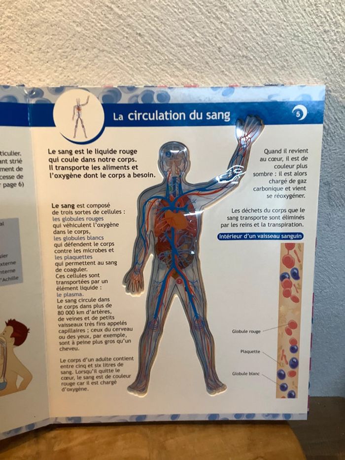 Figurine et livre sur le corps humain - photo numéro 12