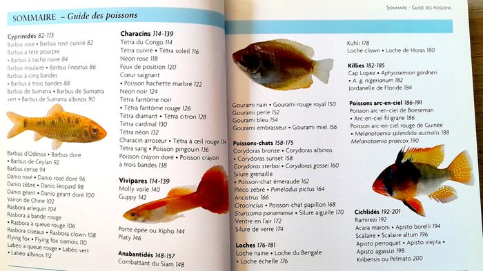 créer un aquarium tropical - photo numéro 5