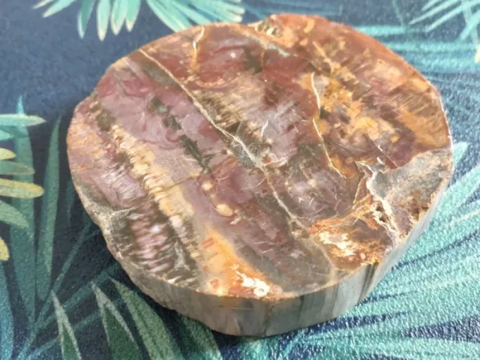 Belle tranche de bois fossilisé - photo numéro 3