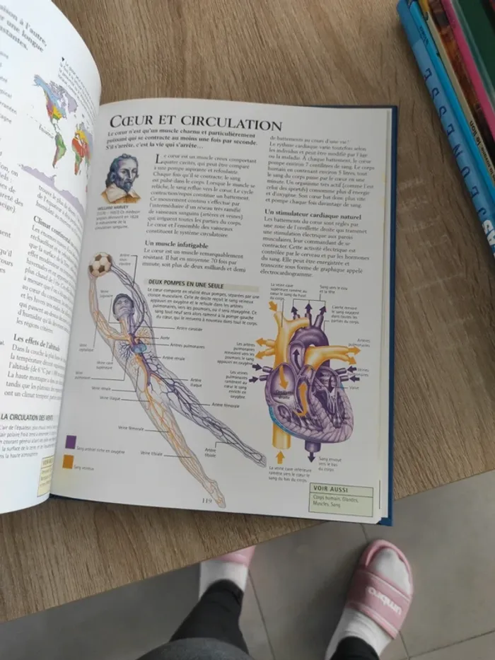 Encyclopédie junior de bresil a energie éolienne - photo numéro 4