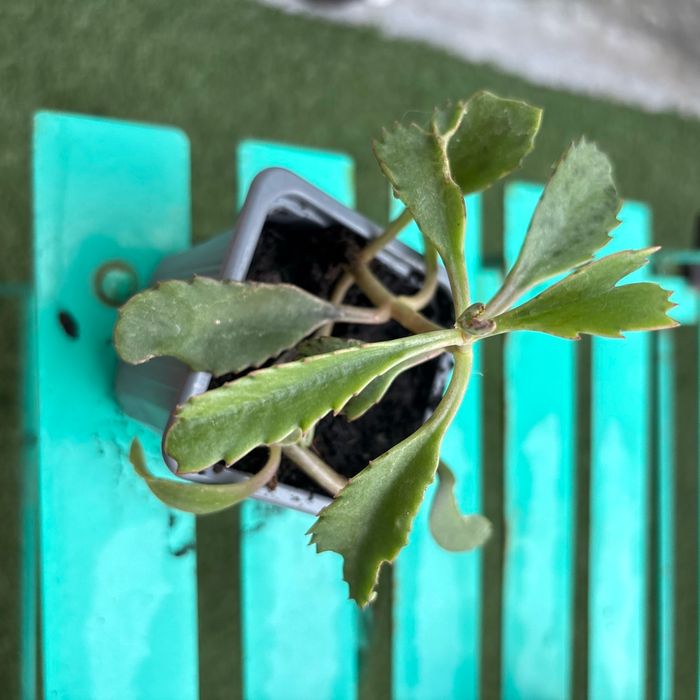 Superbe bouture Kalanchoe daigremontiana, plantes-mères ou Mère de milliers.