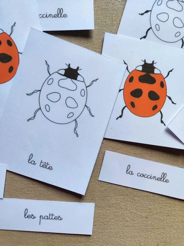 Cartes de nomenclature de la coccinelle - photo numéro 3