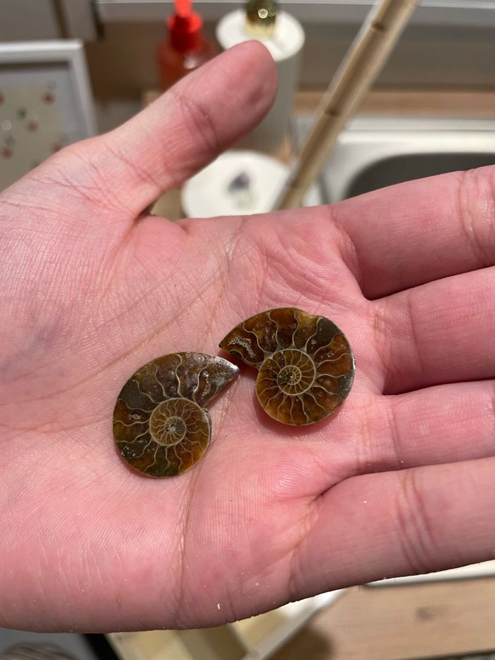 Ammonite