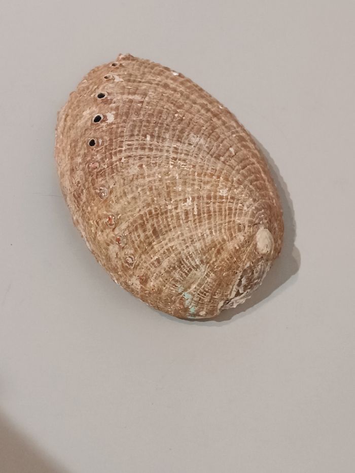 Ormeau - photo numéro 6