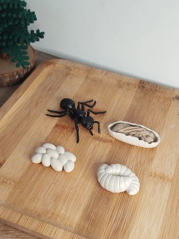 Figurine cycle de vie de la Fourmi