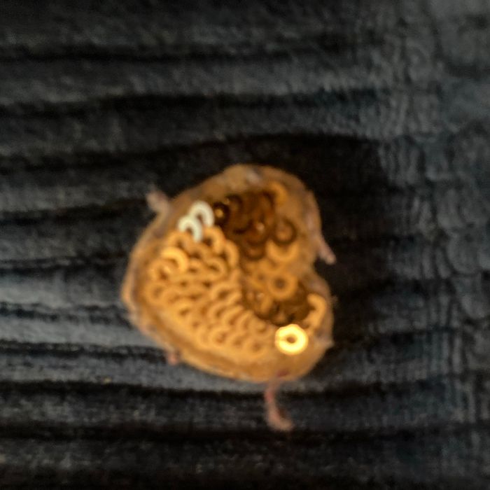 Legging en velours couleur taupe - photo numéro 4