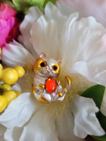 Chat joueur avec sa balle