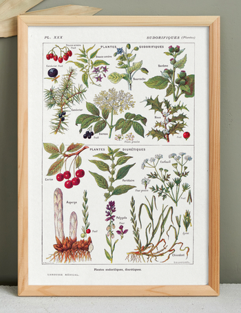 Affiche sur les plantes sudorifiques, d'après une lithographie de 1928