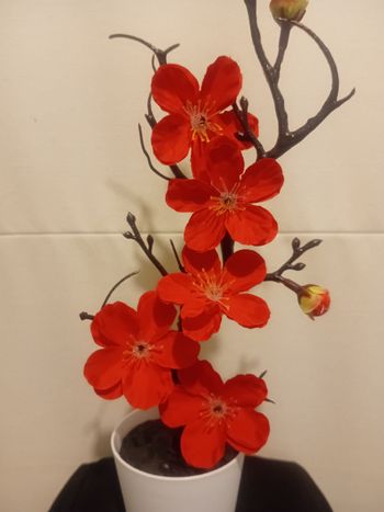 Arbuste fleurs de cerisiers 