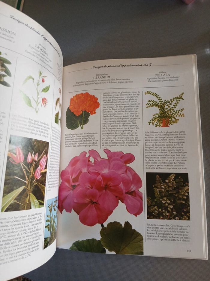 🍍 Livre Les plantes d intérieur - photo numéro 4