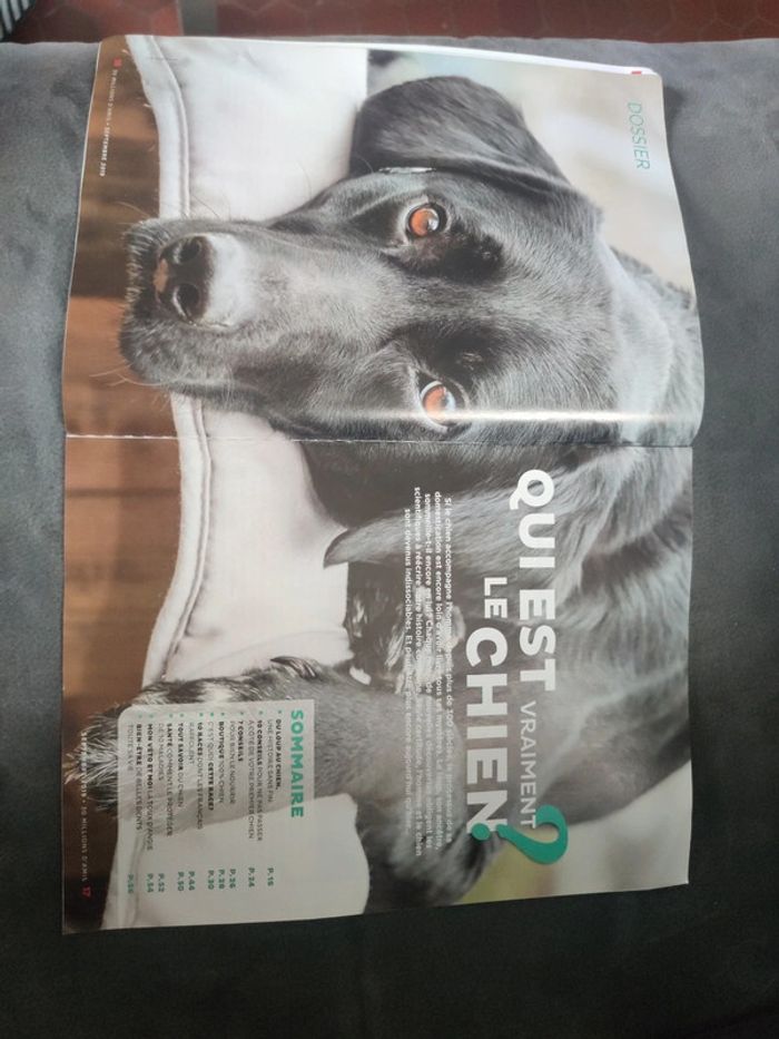 Magazine 30 millions d'amis numéro 376 septembre 2019 - photo numéro 4