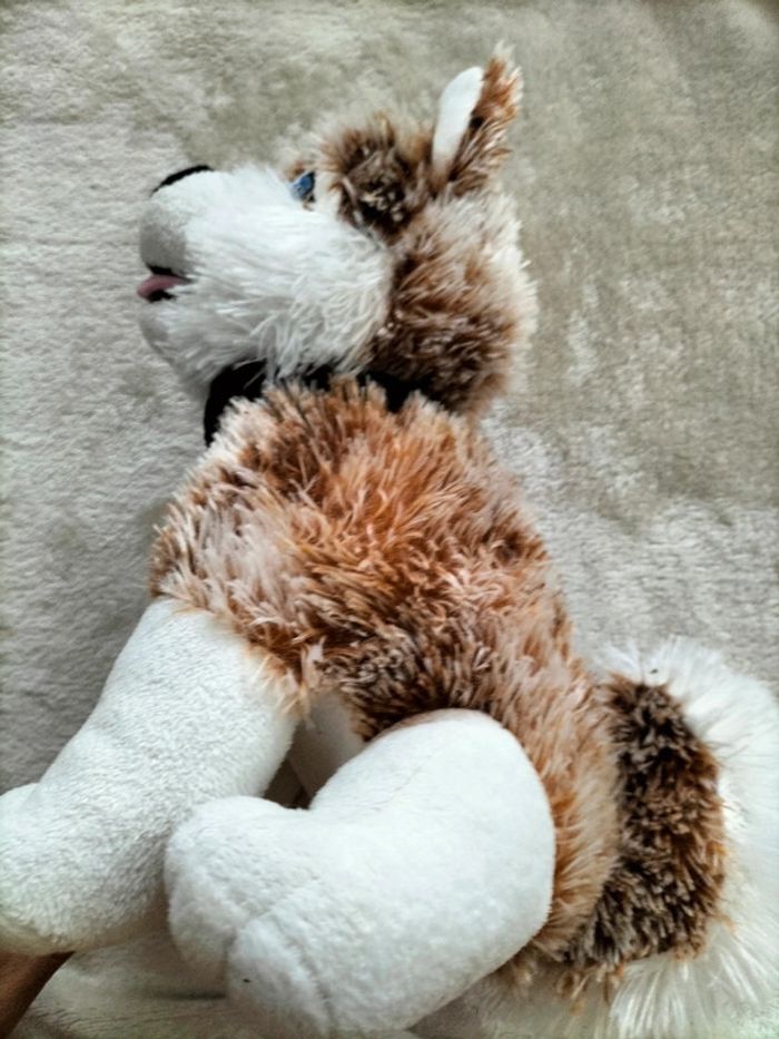 Chien loup  marron et blanc - photo numéro 4