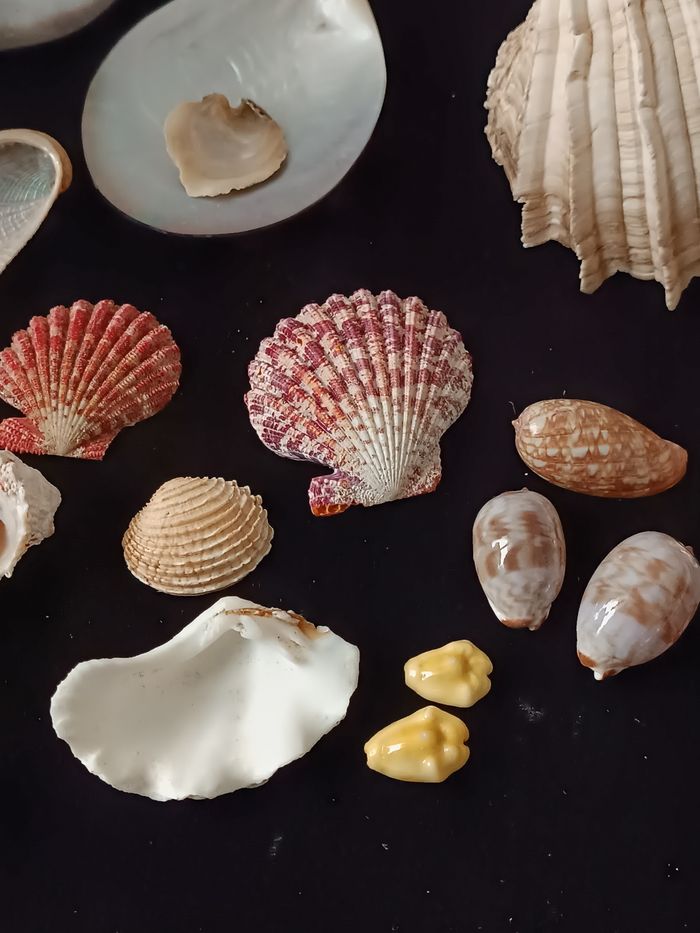 Nacre et autres coquillages - photo numéro 10