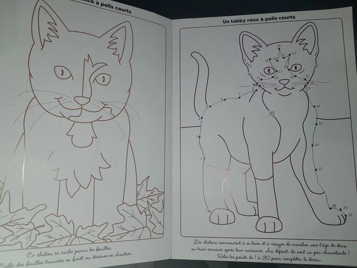 posters à colorier les chatons - photo numéro 3