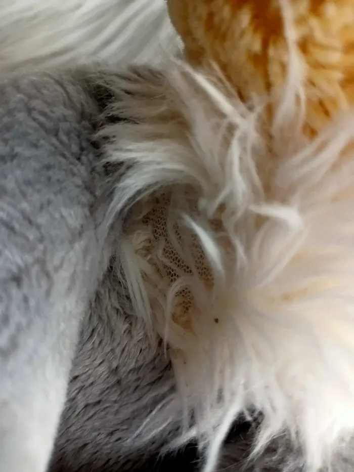 Peluche Disney store pan pan - photo numéro 6