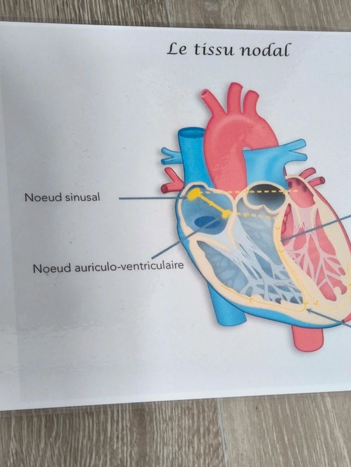 Fiche A4 sur le tissu nodal - photo numéro 2