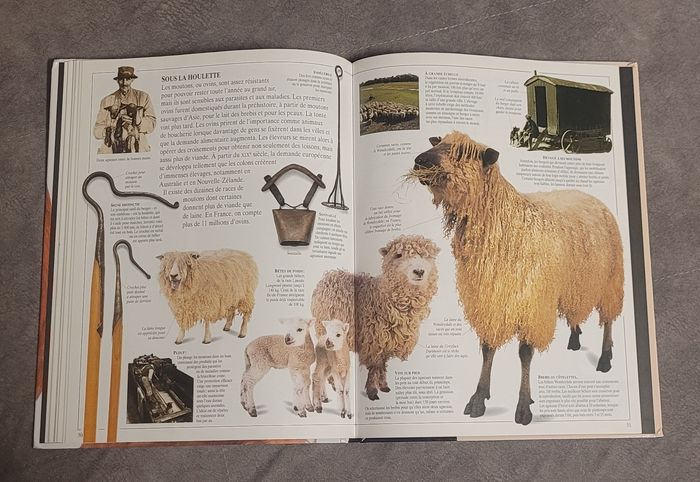 La vie de la ferme Ned Halley - photo numéro 5