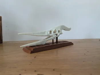 Crâne de ptéranodon sur socle