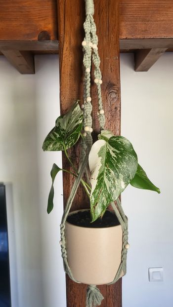 Monstera variegata