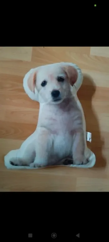Peluche labrador
