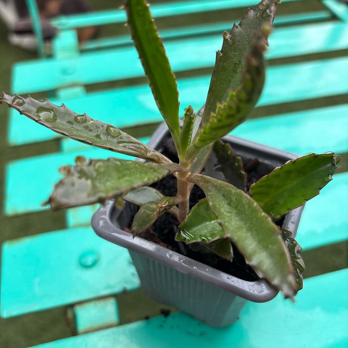 Superbe bouture Kalanchoe daigremontiana, plantes-mères ou Mère de milliers. - photo numéro 2