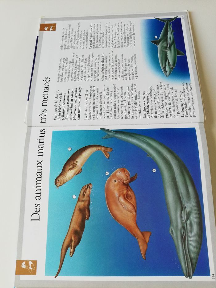 livre imagia dinosaures - photo numéro 7