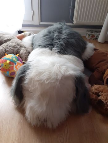 Très grande peluche chien