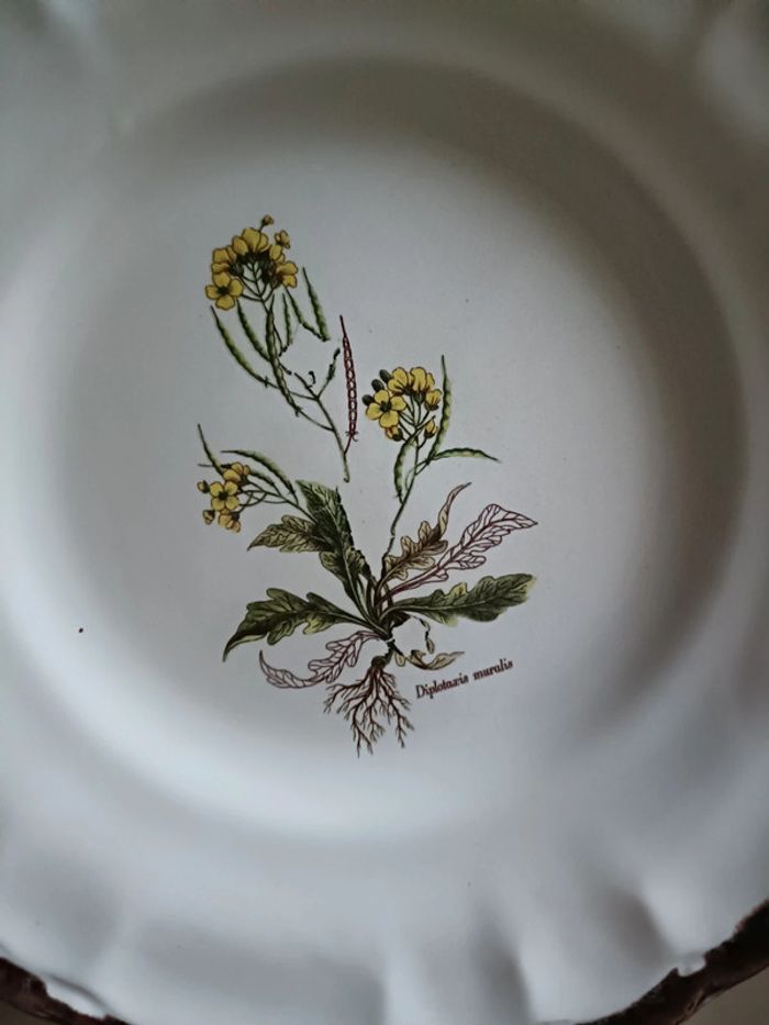 Lot de 8 assiettes vinteges herbes aromatiques - photo numéro 5