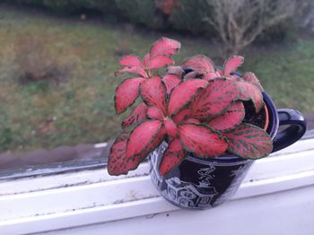 Fontinia rose et vert